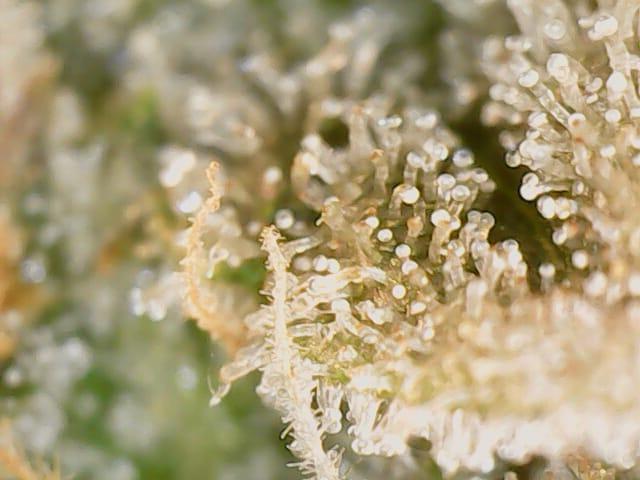 DOPE SEEDS BlackZesty in Frankenfridge. Week 13