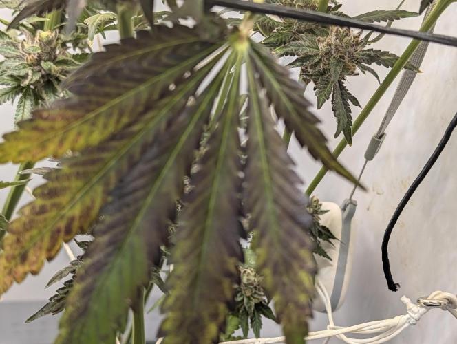 DOPE SEEDS BlackZesty in Frankenfridge. Week 13