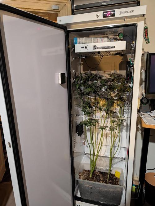 DOPE SEEDS BlackZesty in Frankenfridge. Week 13