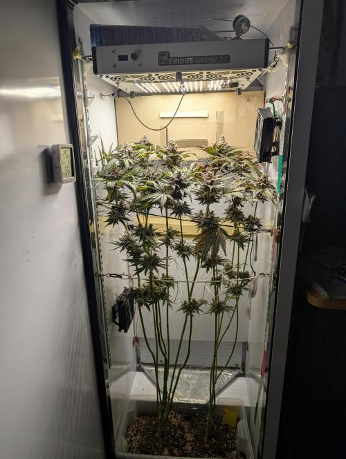 DOPE SEEDS BlackZesty in Frankenfridge. Week 13