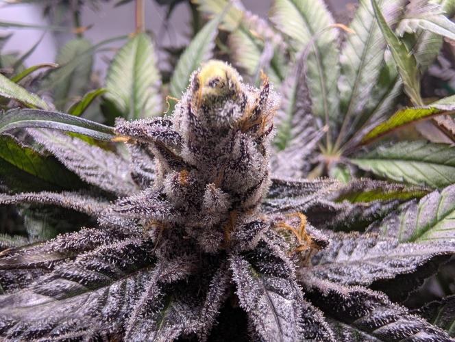 DOPE SEEDS BlackZesty in Frankenfridge. Week 13