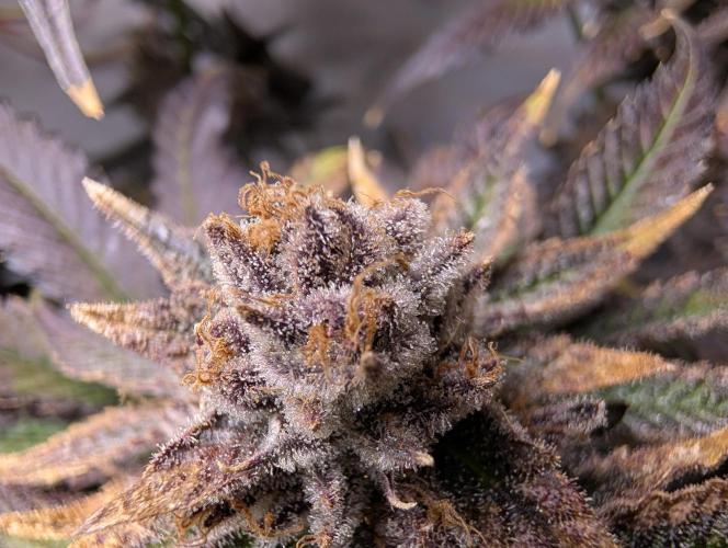 DOPE SEEDS BlackZesty in Frankenfridge. Week 13