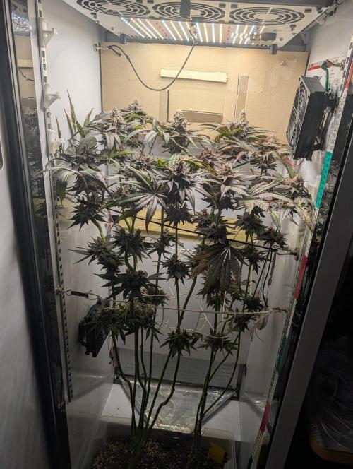 DOPE SEEDS BlackZesty in Frankenfridge. Week 13
