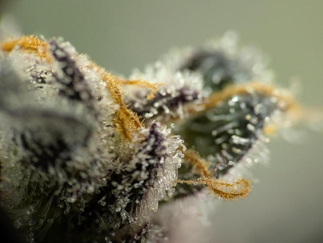 DOPE SEEDS BlackZesty in Frankenfridge. Week 13