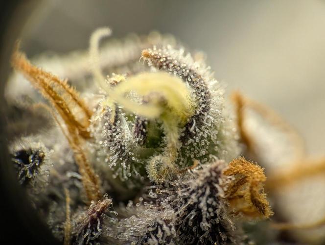 DOPE SEEDS BlackZesty in Frankenfridge. Week 13