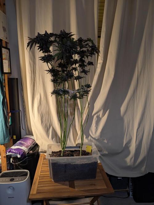 DOPE SEEDS BlackZesty in Frankenfridge. Week 13