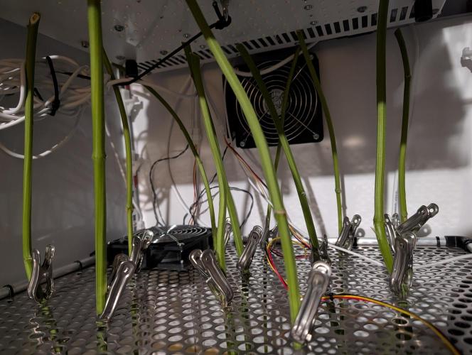 DOPE SEEDS BlackZesty in Frankenfridge. Week 13