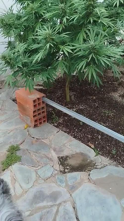 Argentina Outdoor 2025