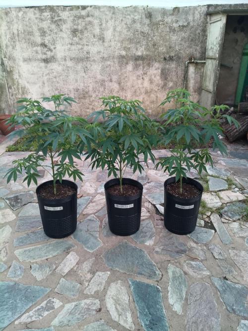 In/Out de otoño. Week 6 - Radical Juice