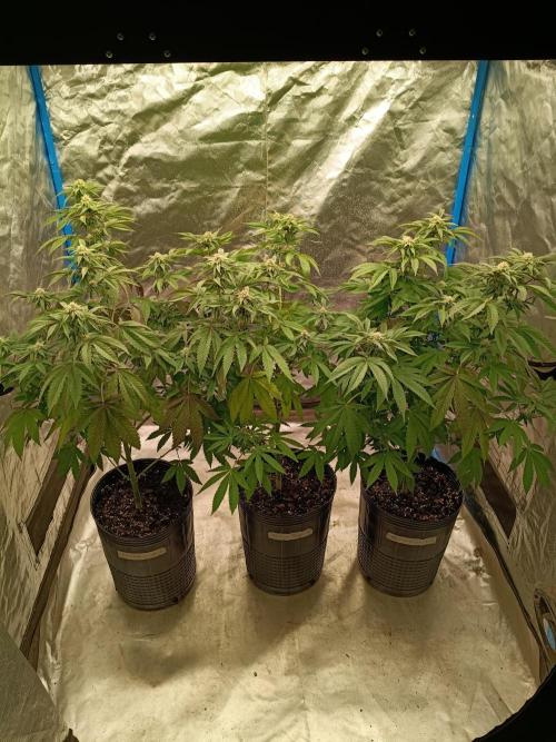 In/Out de otoño. Week 9 - Radical Juice