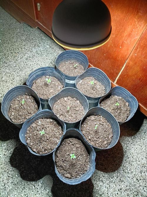 9 semillas, 480w. Week 0