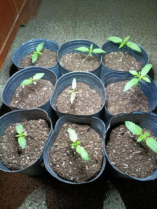9 semillas, 480w. Week 1