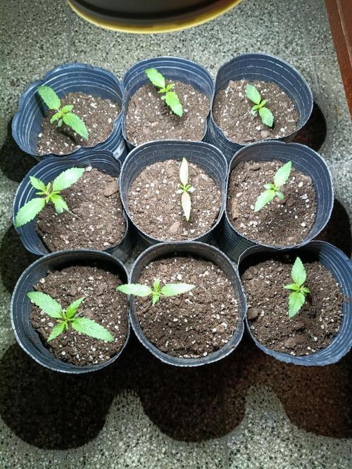 9 semillas, 480w. Week 1