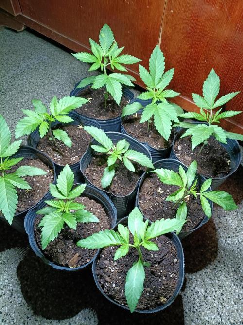9 semillas, 480w. Week 2