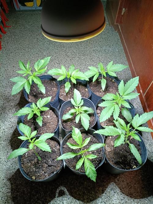 9 semillas, 480w. Week 2