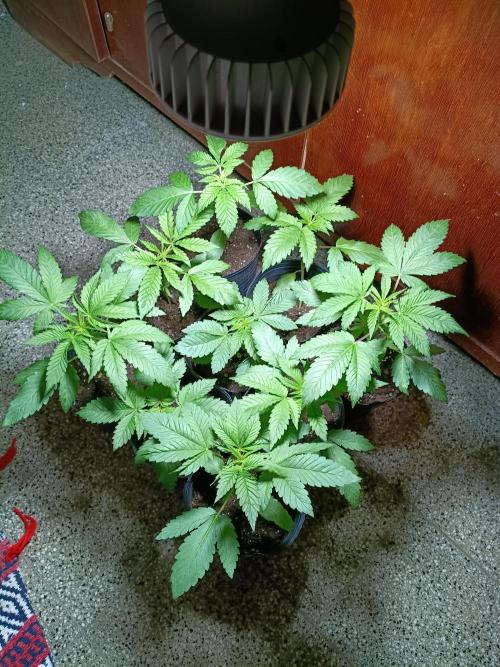 9 semillas, 480w. Week 3