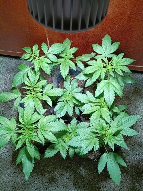 9 semillas, 480w. Week 3