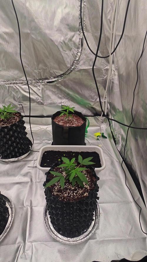 Super Skunk x3 + 1 unknown genetic