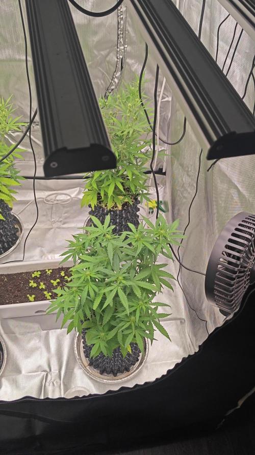 Super Skunk x3 + 1 unknown genetic