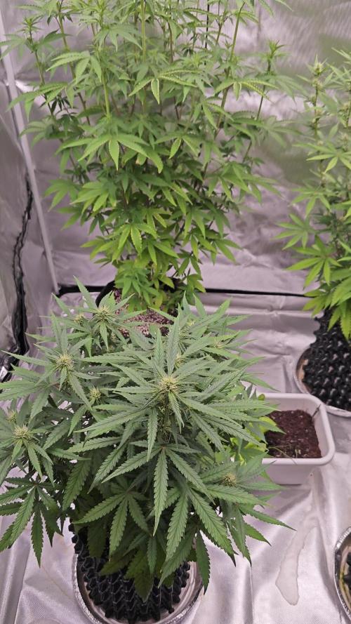 Super Skunk x3 + 1 unknown genetic