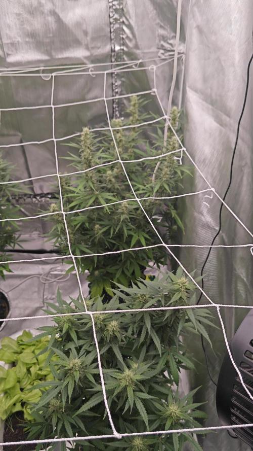 Super Skunk x3 + 1 unknown genetic