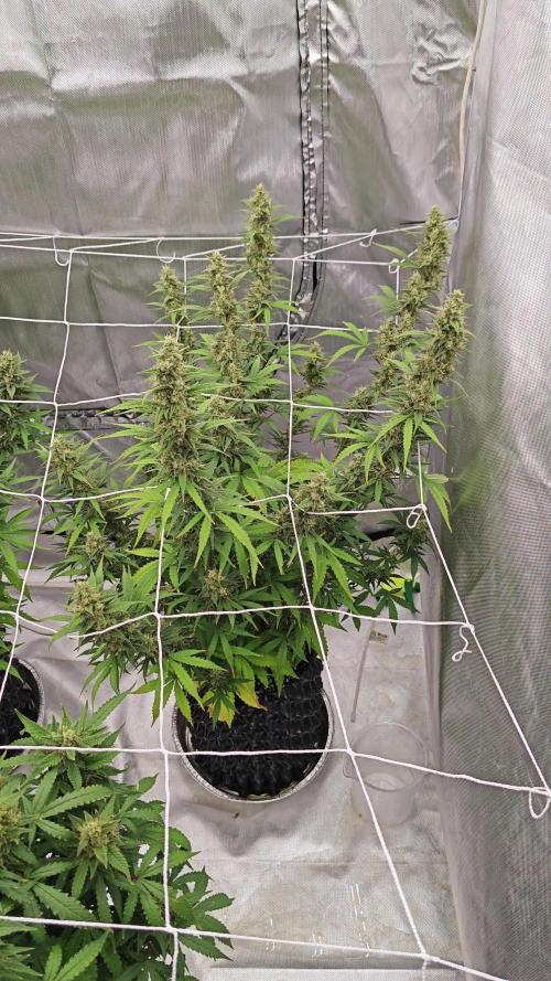 Super Skunk x3 + 1 unknown genetic