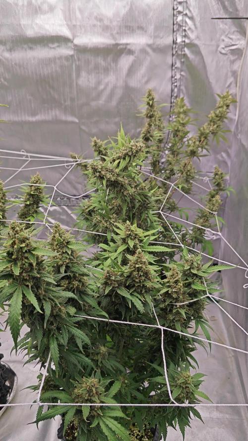 Super Skunk x3 + 1 unknown genetic