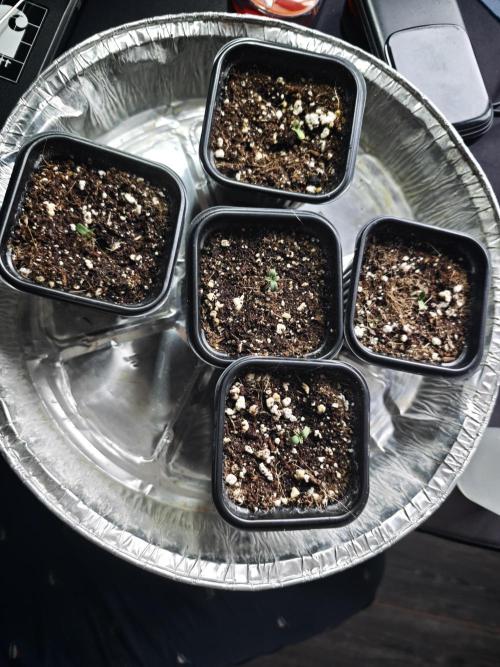 Tutti Fruity mix. Week 0