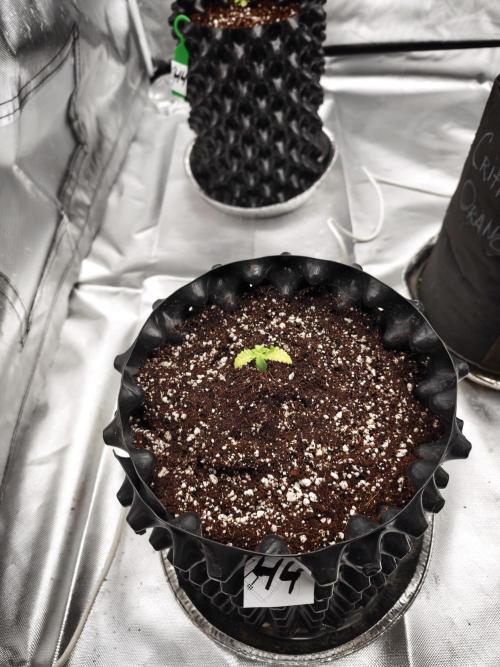 Tutti Fruity mix. Week 3