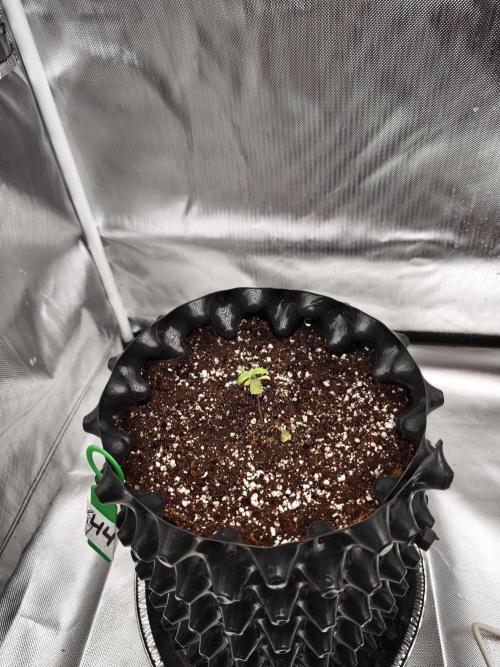 Tutti Fruity mix. Week 3