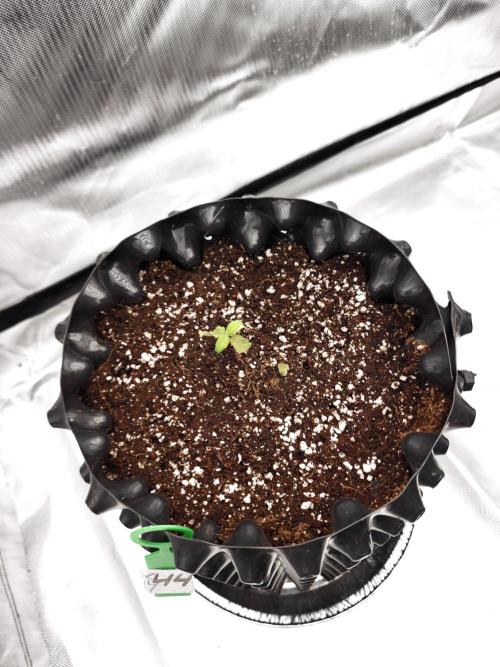 Tutti Fruity mix. Week 3
