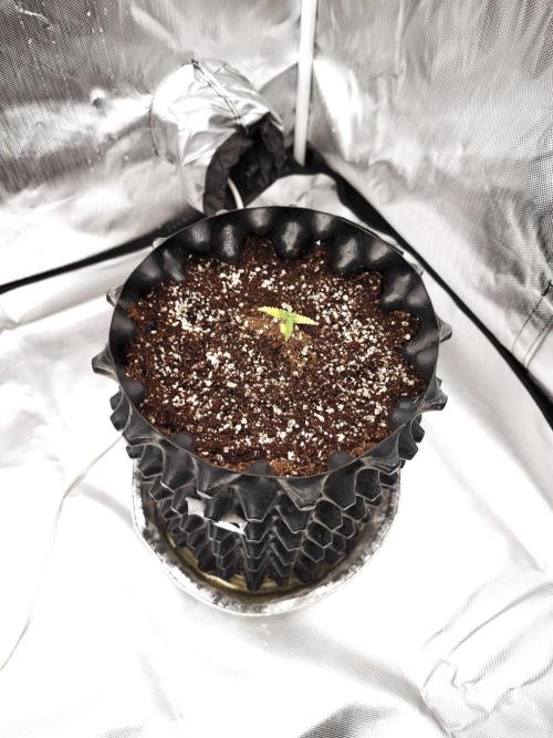 Tutti Fruity mix. Week 3