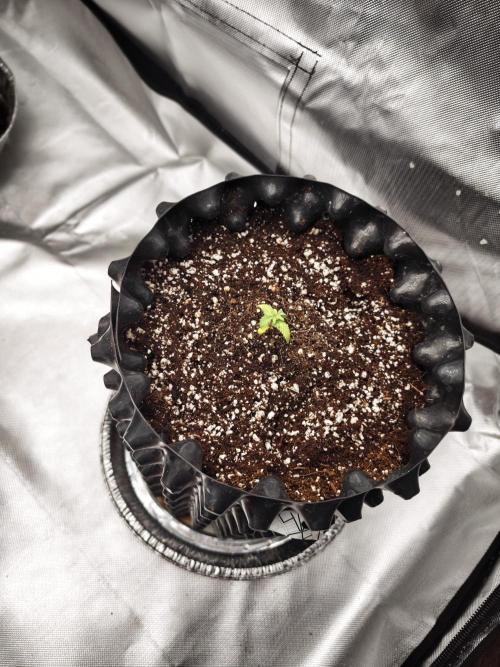 Tutti Fruity mix. Week 3