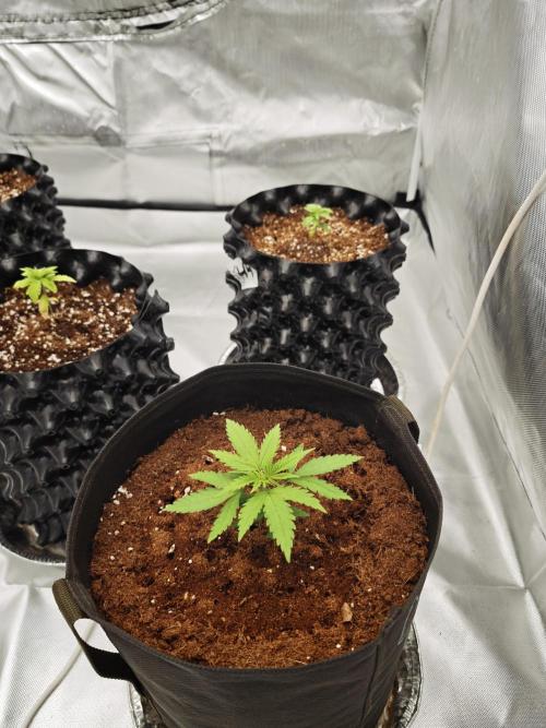 Tutti Fruity mix. Week 4
