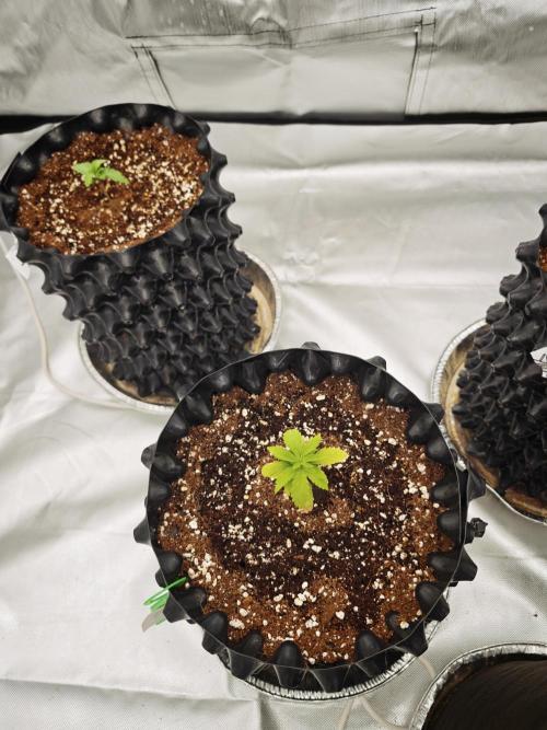 Tutti Fruity mix. Week 4