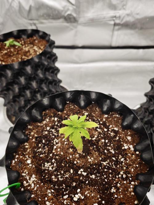 Tutti Fruity mix. Week 4