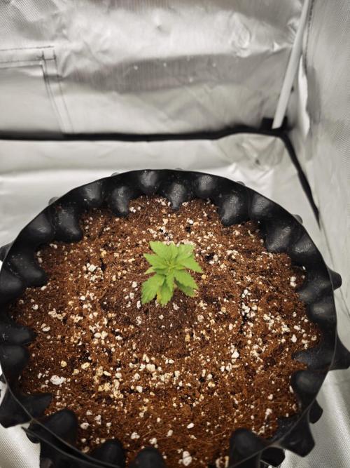 Tutti Fruity mix. Week 4