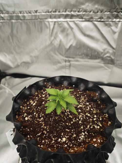 Tutti Fruity mix. Week 5
