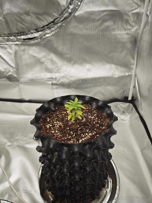 Tutti Fruity mix. Week 5