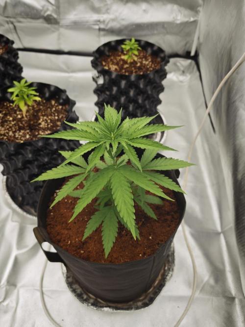 Tutti Fruity mix. Week 5