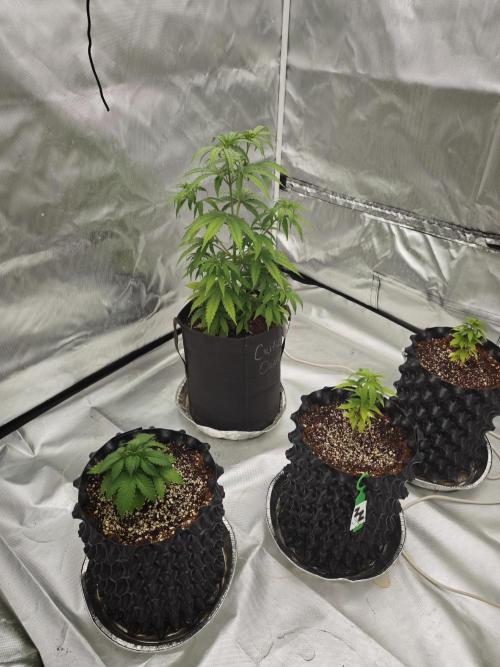 Tutti Fruity mix. Week 6