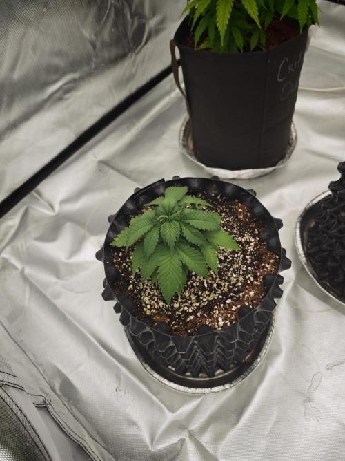 Tutti Fruity mix. Week 6
