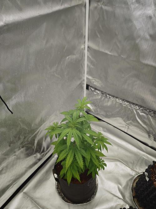 Tutti Fruity mix. Week 6