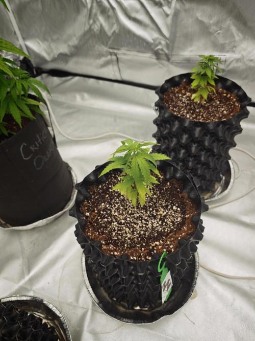 Tutti Fruity mix. Week 6