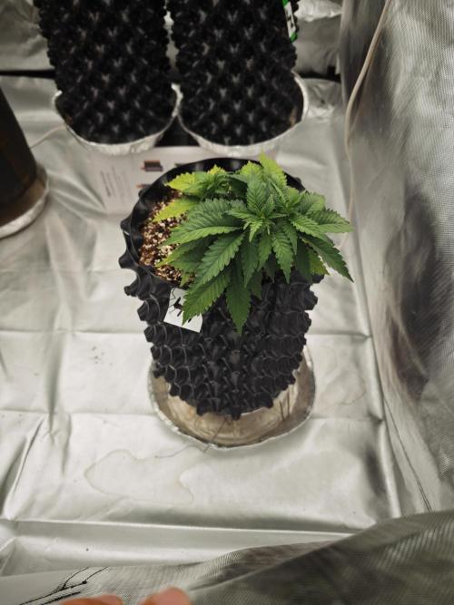 Tutti Fruity mix. Week 7