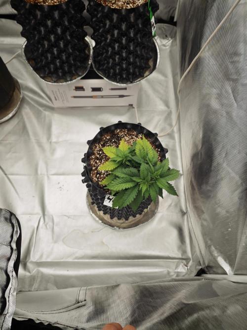 Tutti Fruity mix. Week 7