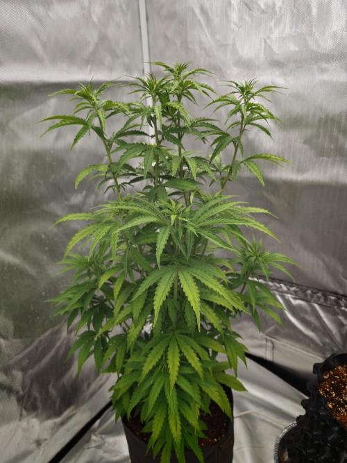 Tutti Fruity mix. Week 7