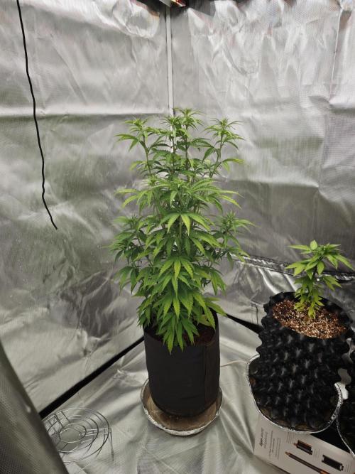 Tutti Fruity mix. Week 7