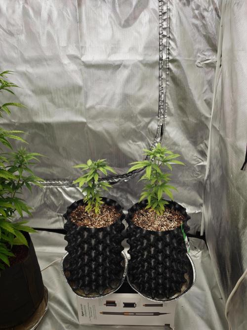 Tutti Fruity mix. Week 7