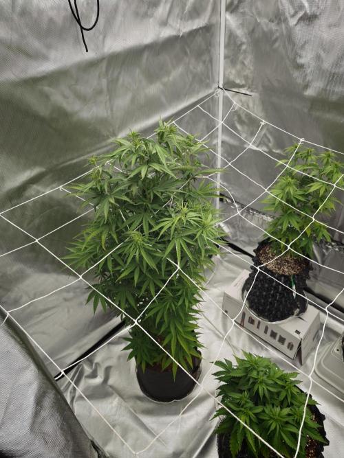 Tutti Fruity mix. Week 8